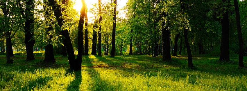 Facebook Cover - Sun Behind Trees - Hipi.info