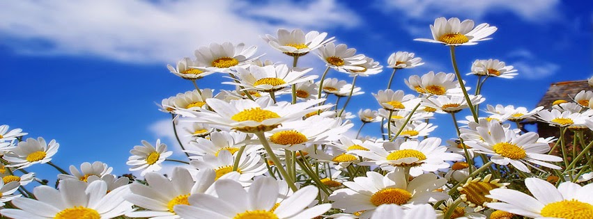 Flowers Facebook Cover image Download - Hipi.info