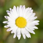 Daisy Flower Wallpaper HD