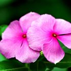 Pink Flower and Roses wallpaper