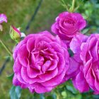 Pink Flower and Roses wallpaper