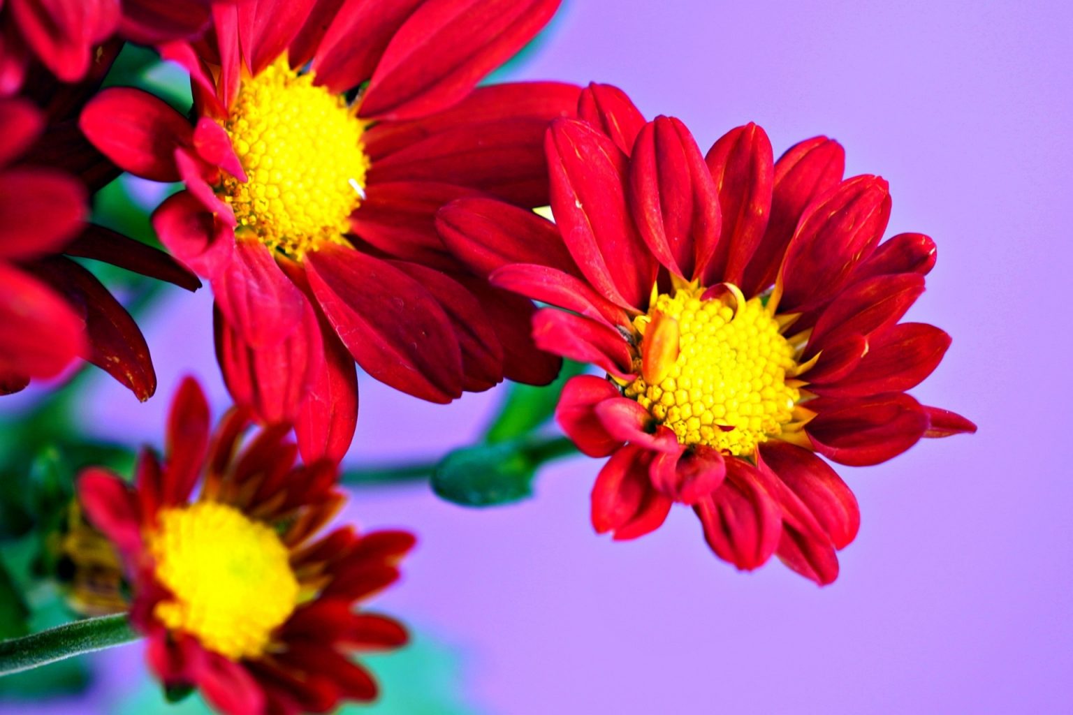 Red Color flowers Desktop Wallpaper Free Hipi.info
