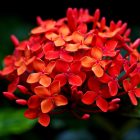 Red Color flowers Desktop Wallpaper Free