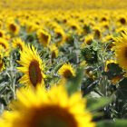 Yellow wallpapers sunflowers and field