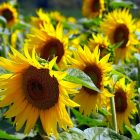 Yellow wallpapers sunflowers and field